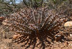 Euphorbia sp Archers Post PV2706 Archers Post Kenya 2014_0337.jpg